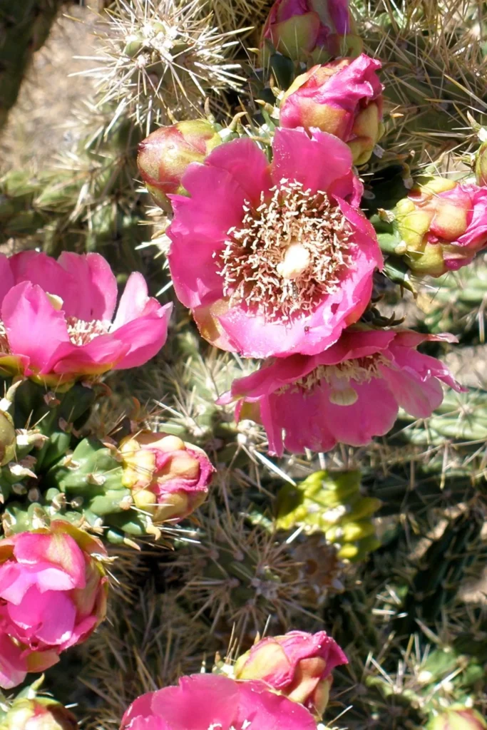 Close-up of vibrant pink cactus blossoms
