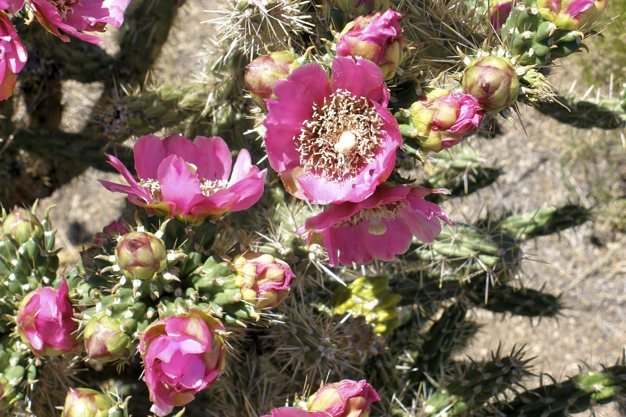 Pink cactus flowers in bloom